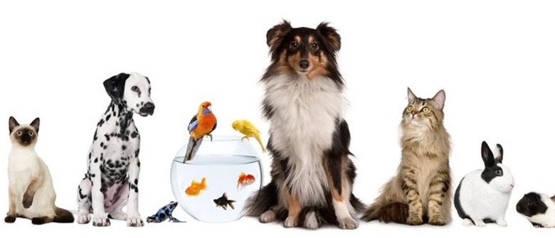 Dierenverzorging